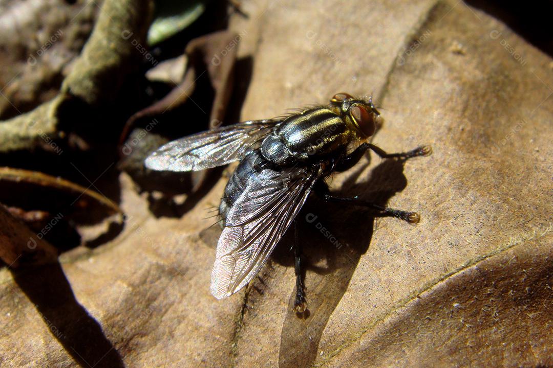Inseto sobre folhas arvores mosca