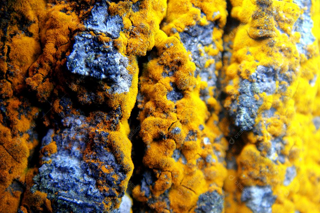 Trentepohlia aurea amarelo parietina