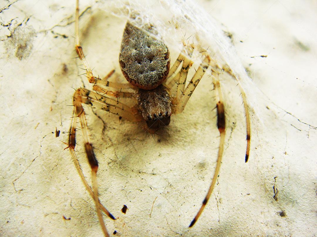Aranha inseto sobre fundo branco