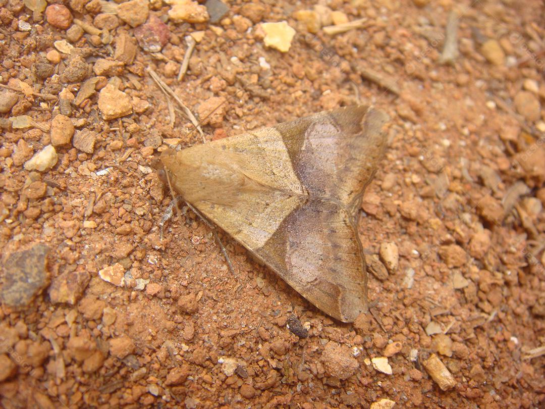 Inseto borboleta sobre fundo floresta
