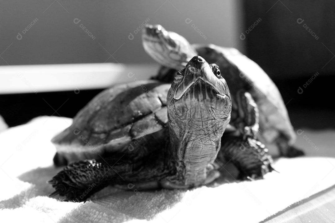 Tartaruga Almiscarada Comum Répteis sobre fundo desfocado