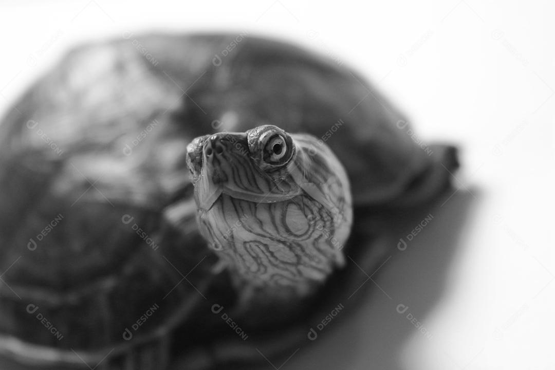 Tartaruga Almiscarada Comum Répteis sobre fundo branco