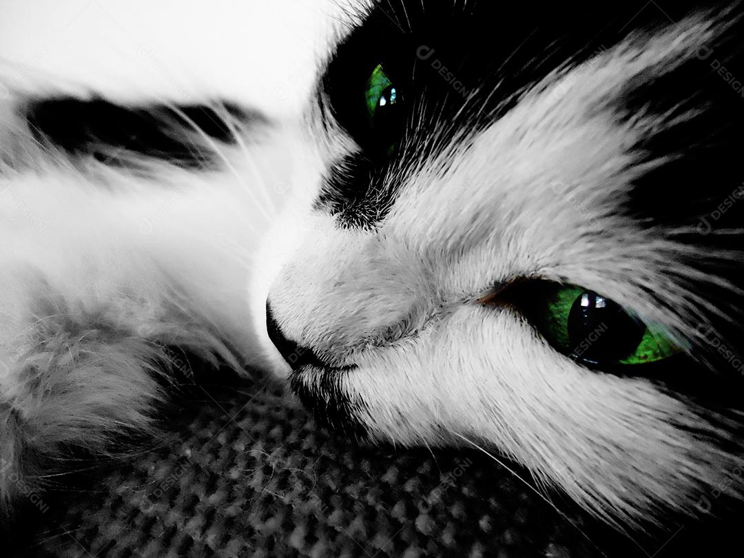 Animal gato branco e preto deitado