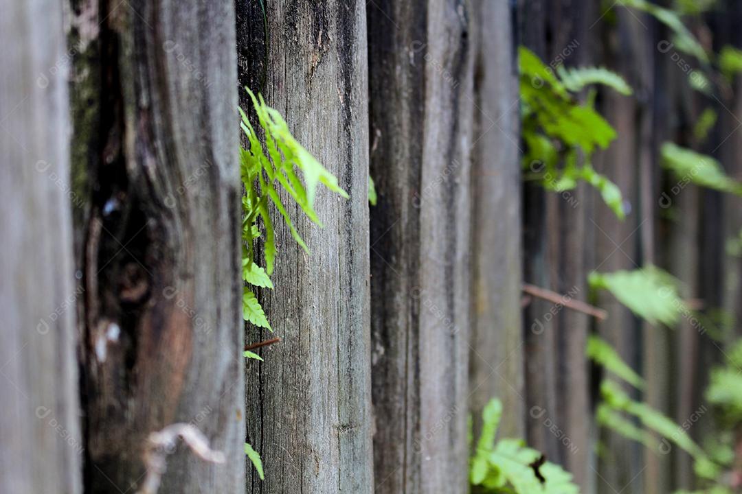 Tronco de arvore crescendo matos sobre floresta