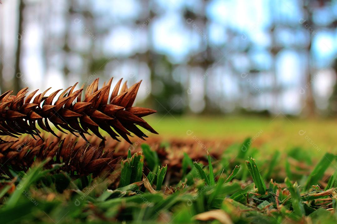 Pinheiro Plantas sobre chão floresta sobre fundo desfocado