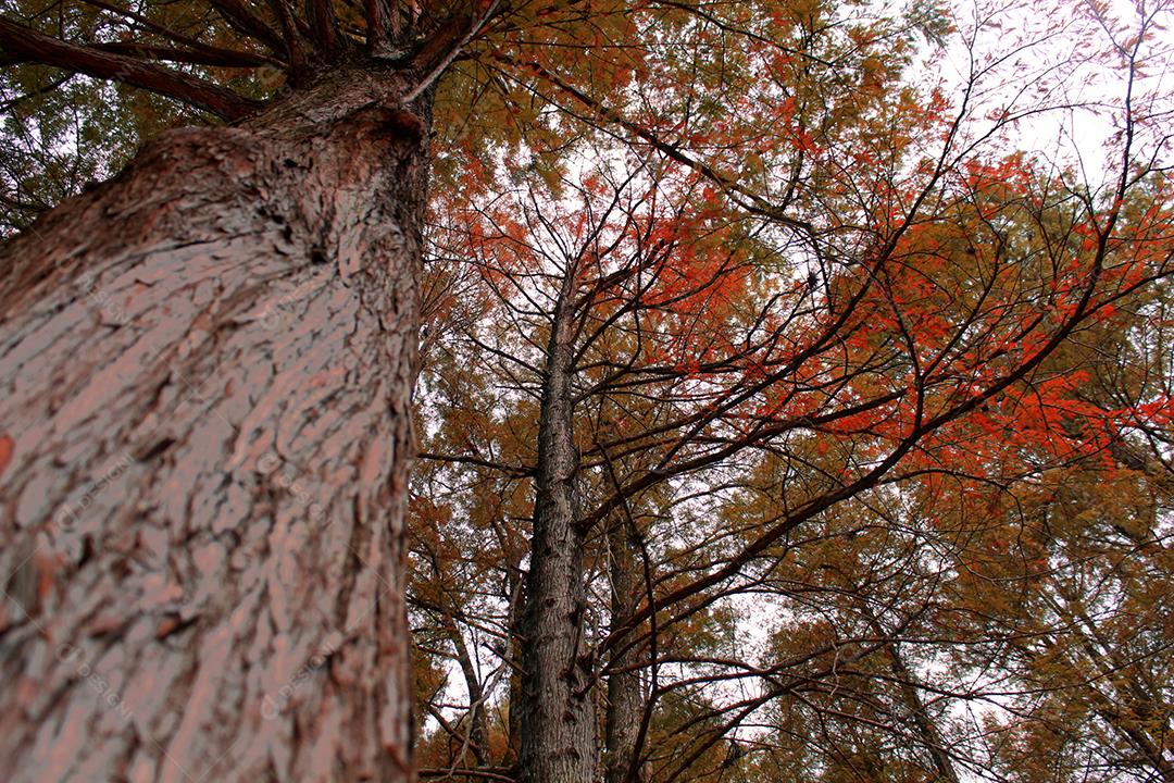 Arvores secas no alto sobre uma floresta