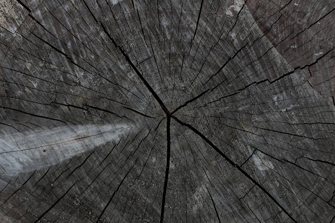 Textura madeira tronco cortado ao meio