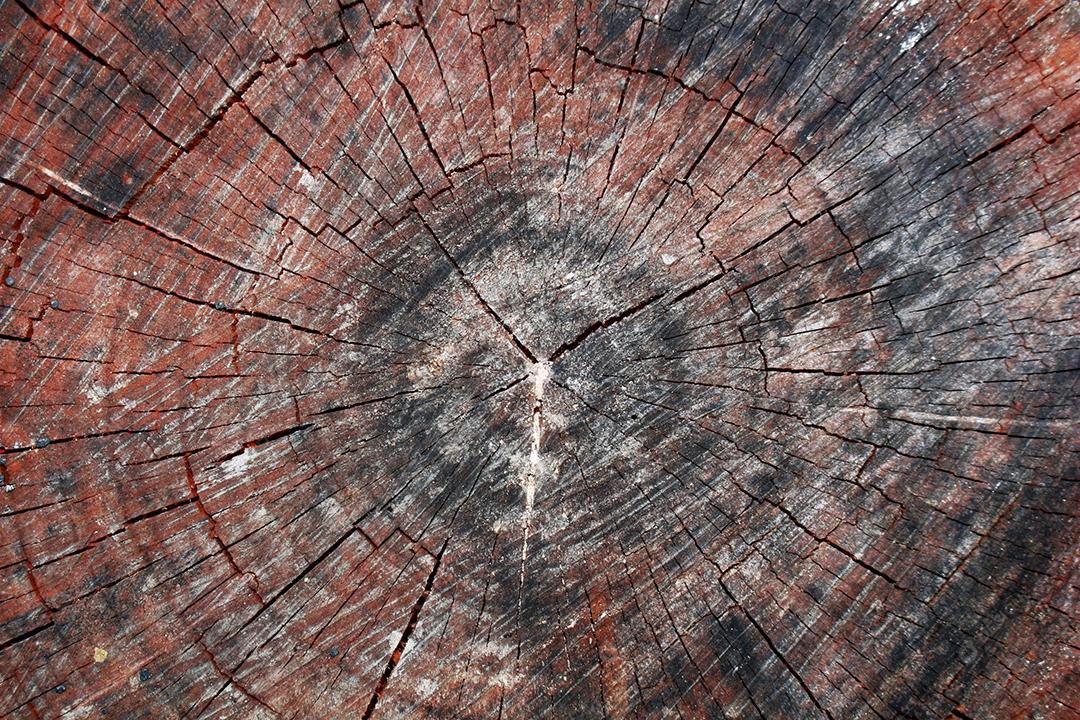 Textura madeira tronco cortado ao meio