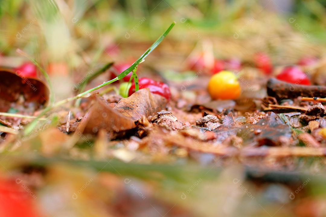 Matos floresta sobre fundo desfocado