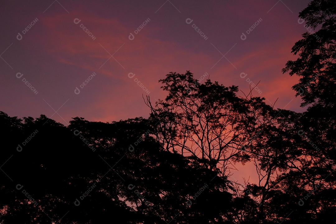 Paisagem floresta arvore folhas céu nublado