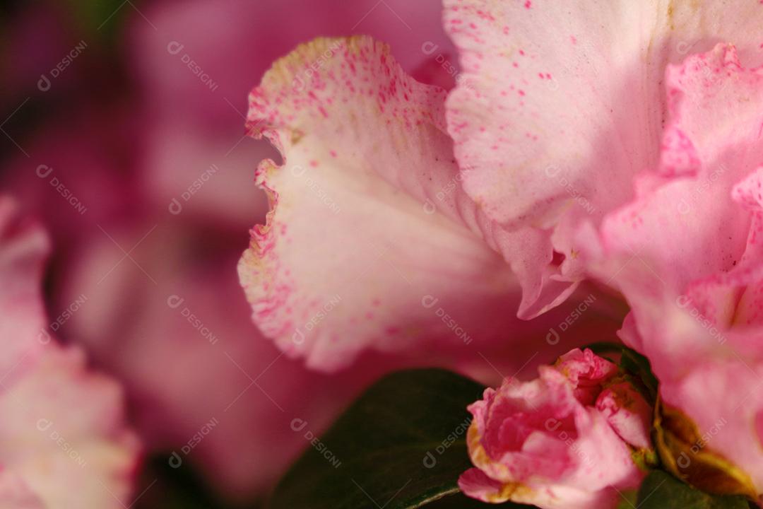 Flores plantas sobre fundo desfocado