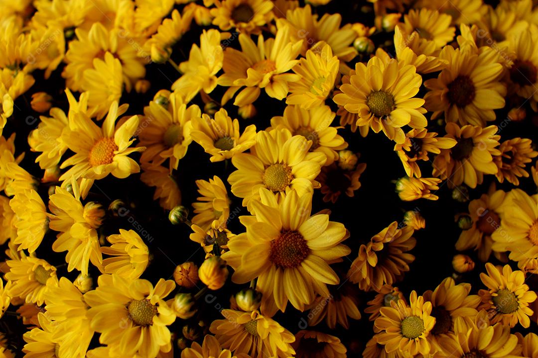 Flores plantas sobre fundo desfocado