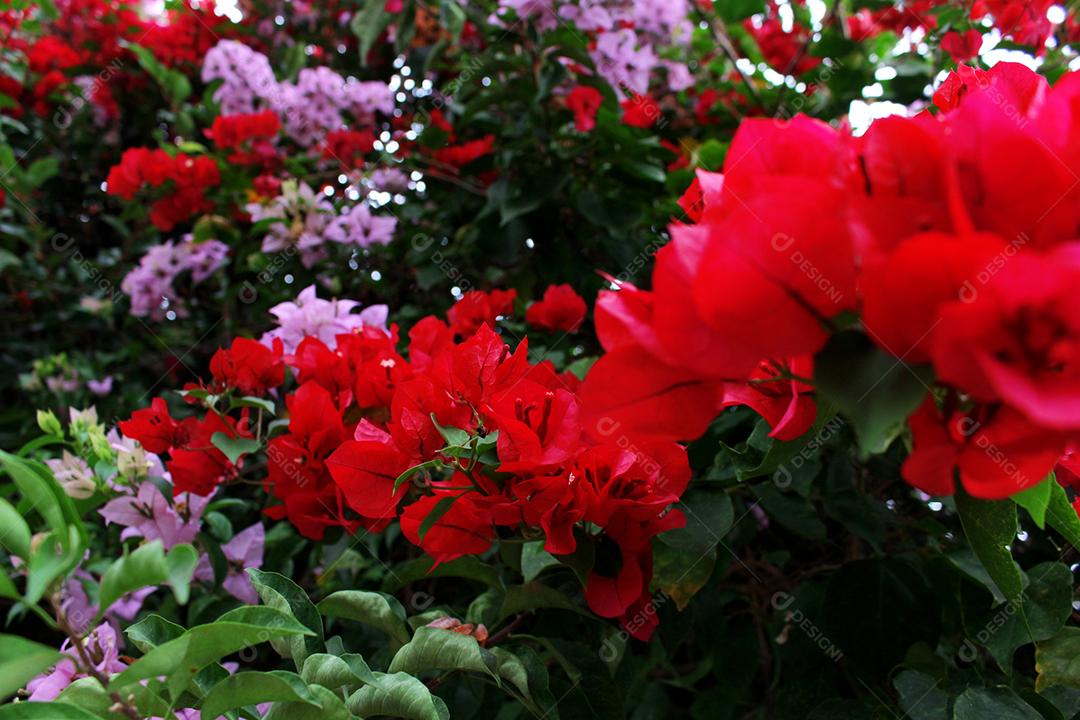 Flores plantas sobre fundo desfocado