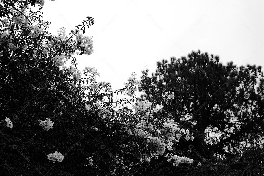 Flores plantas sobre fundo desfocado