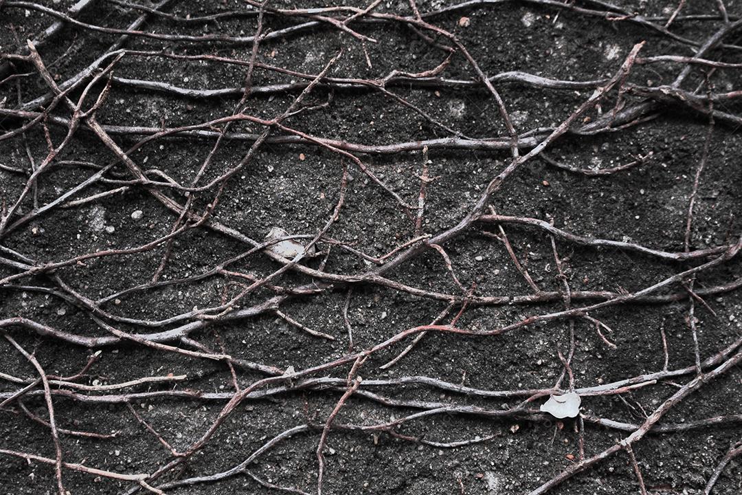 Galhos de arvore quebrados floresta