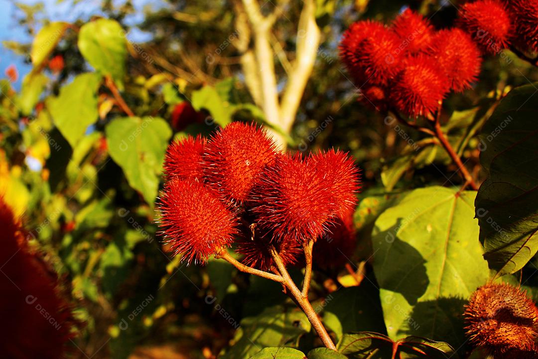 Plantas floresta urucu vermelha