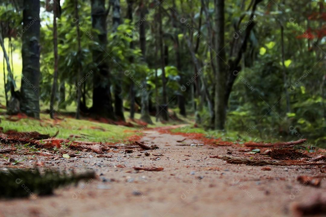Estrada de terra sobre floresta caminho de fazenda