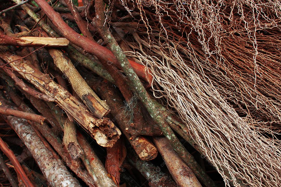 Galhos de arvore quebrados floresta