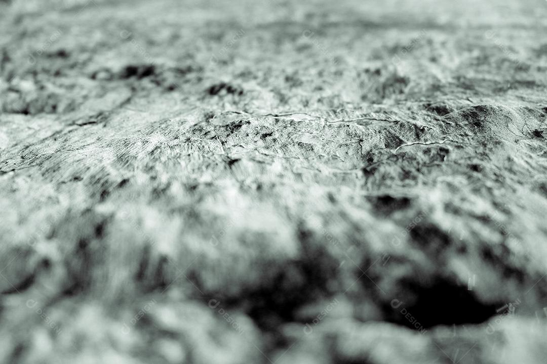 Textura de madeira tronco podre e seca