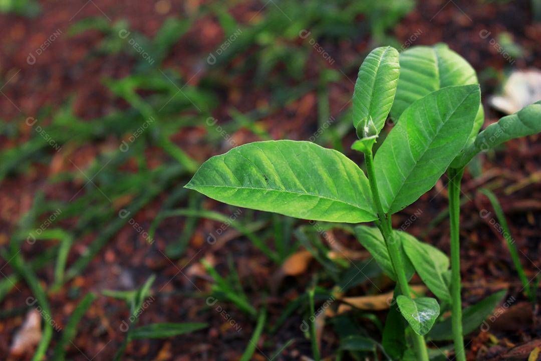 Planta mudas de planta sobre floresta