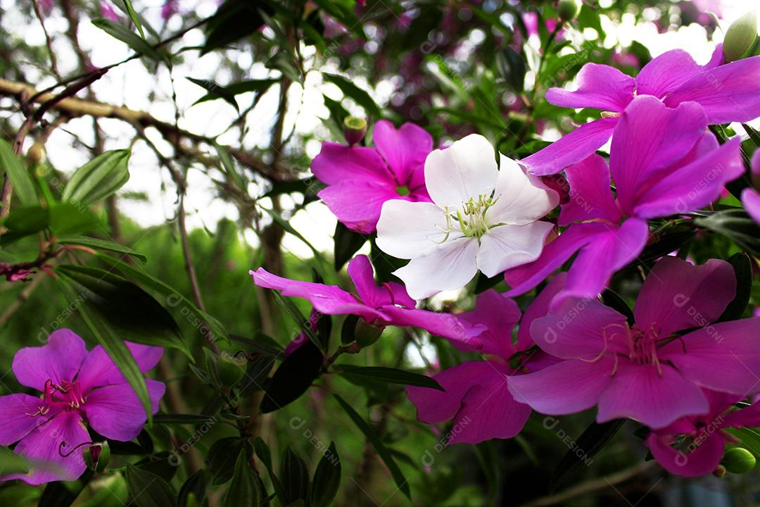 Flores plantas sobre fundo desfocado
