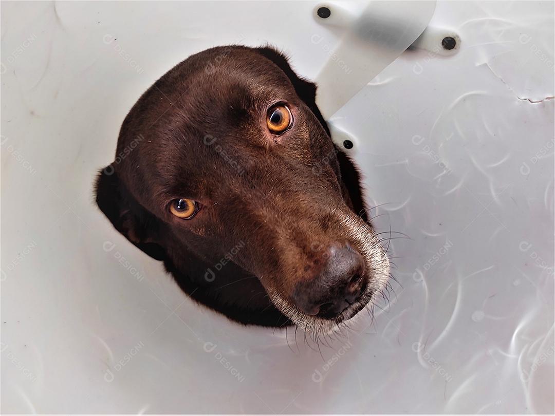 Cachorro animal sentado