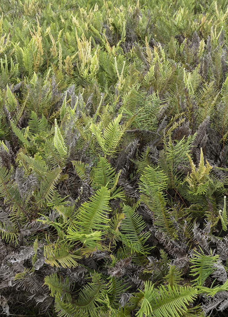 Plantas em uma floresta tropical no sudeste do Brasil.