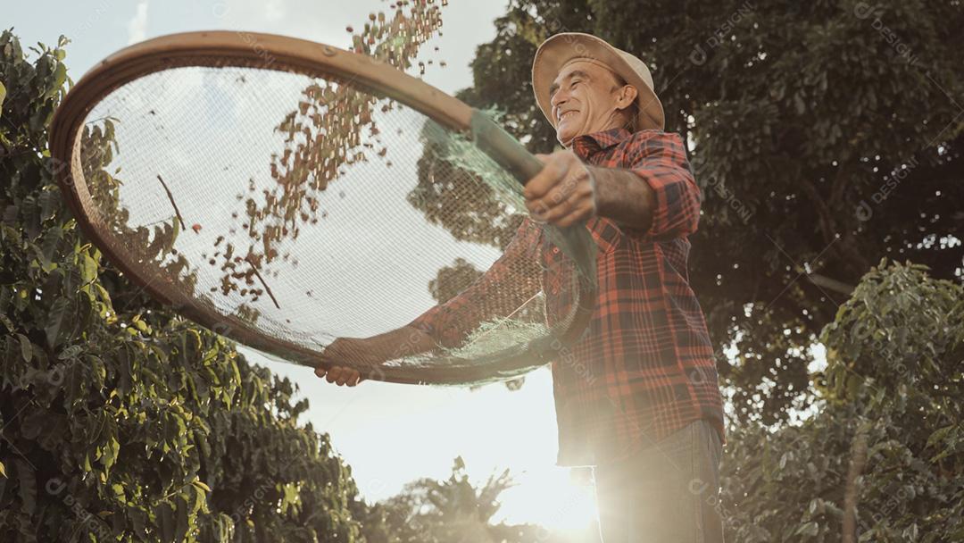 Agricultor latino trabalhando na colheita do café em um dia ensolarado no