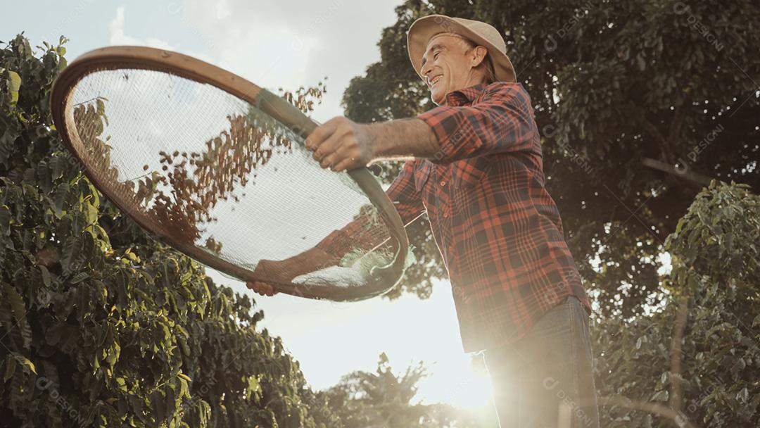 Agricultor latino trabalhando na colheita do café em um dia ensolarado no