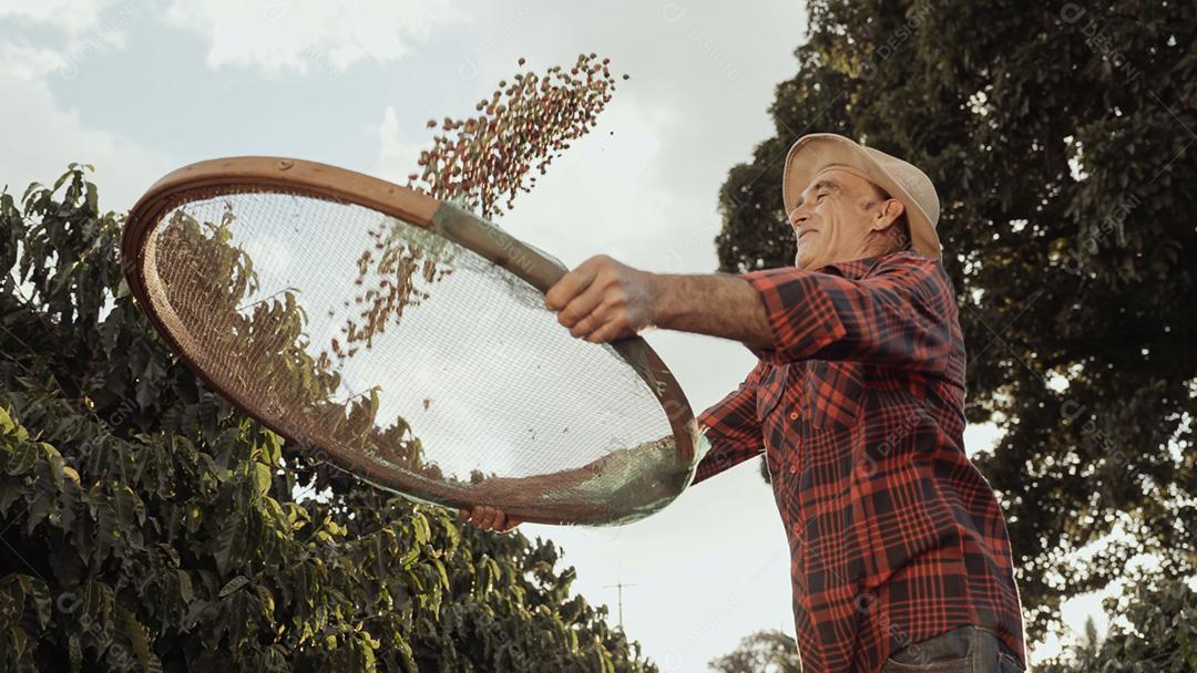 Agricultor latino trabalhando na colheita do café em um dia ensolarado no