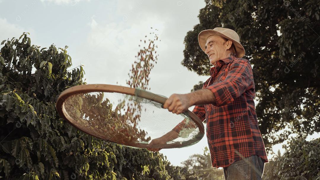 Agricultor latino trabalhando na colheita do café em um dia ensolarado no