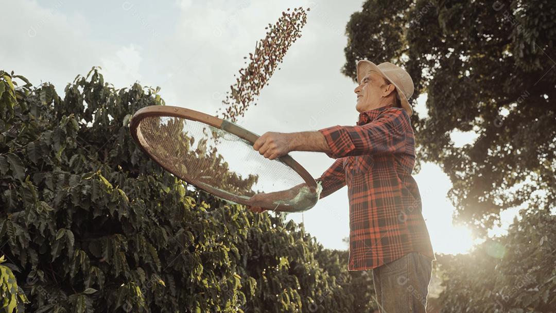 Agricultor latino trabalhando na colheita do café em um dia ensolarado no