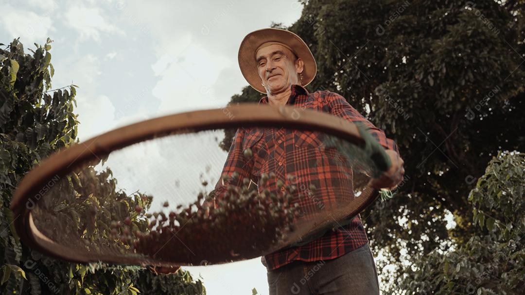 Agricultor latino trabalhando na colheita do café em um dia ensolarado no