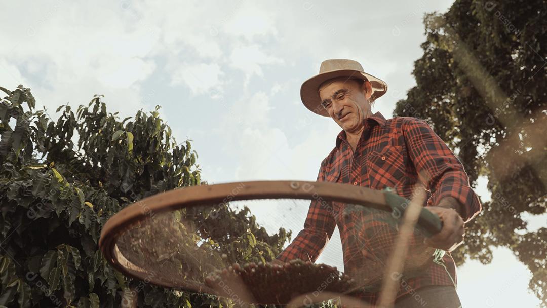 Agricultor latino trabalhando na colheita do café em um dia ensolarado no