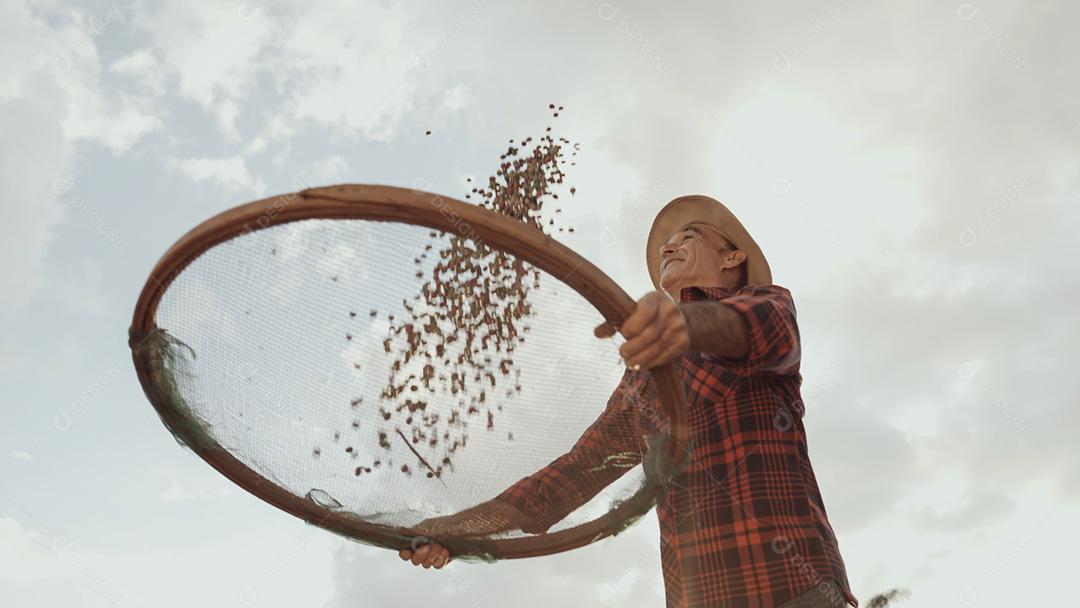Agricultor latino trabalhando na colheita do café em um dia ensolarado no