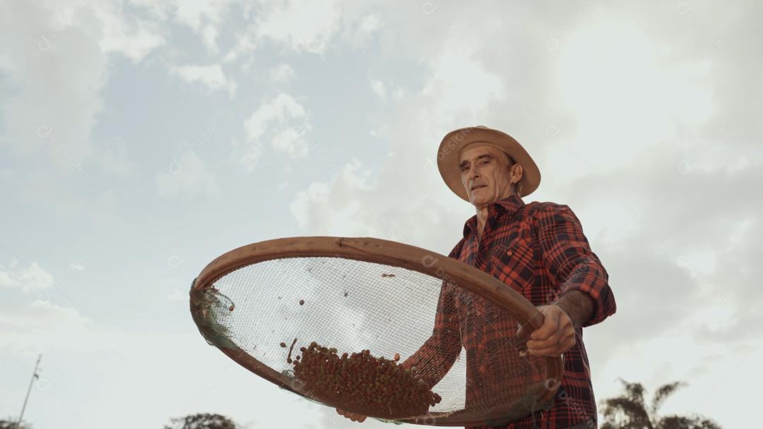 Agricultor latino trabalhando na colheita do café em um dia ensolarado no