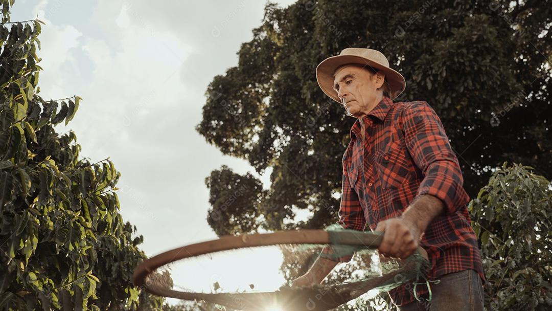 Agricultor latino trabalhando na colheita do café em um dia ensolarado no