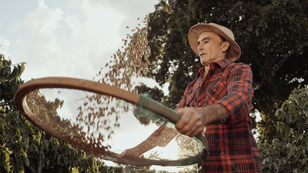 Agricultor latino trabalhando na colheita do café em um dia ensolarado no
