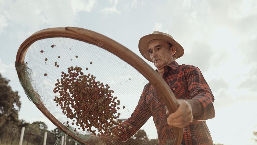 Latino farmer working on the coffee harvest on a sunny day no
