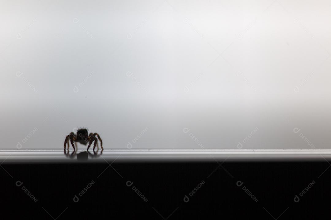 uma silhueta de aranha doméstica.