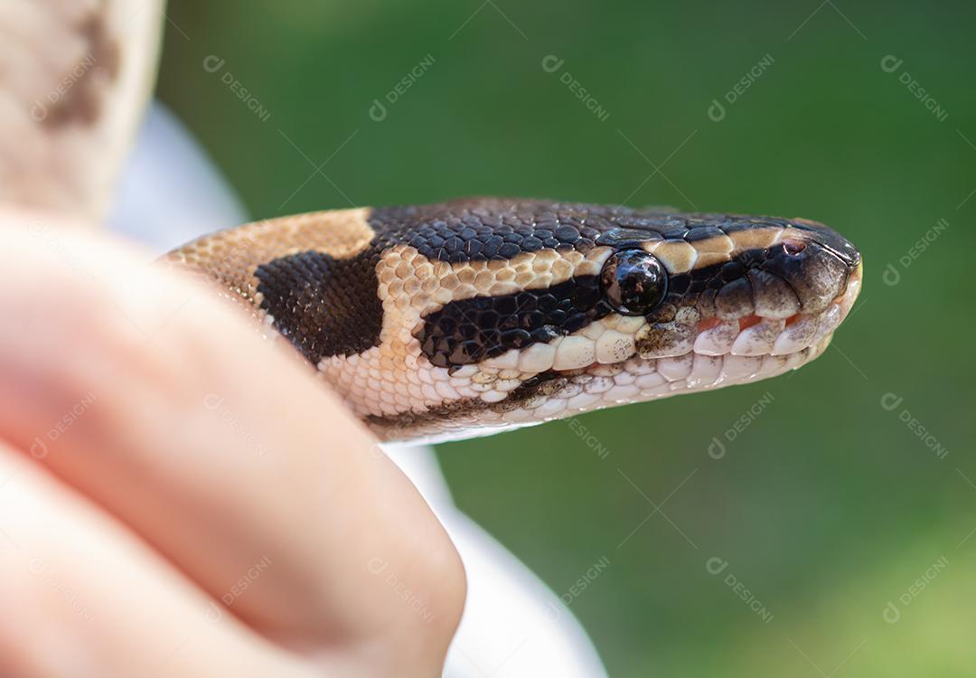 Mão segurando a cobra marrom e preta.