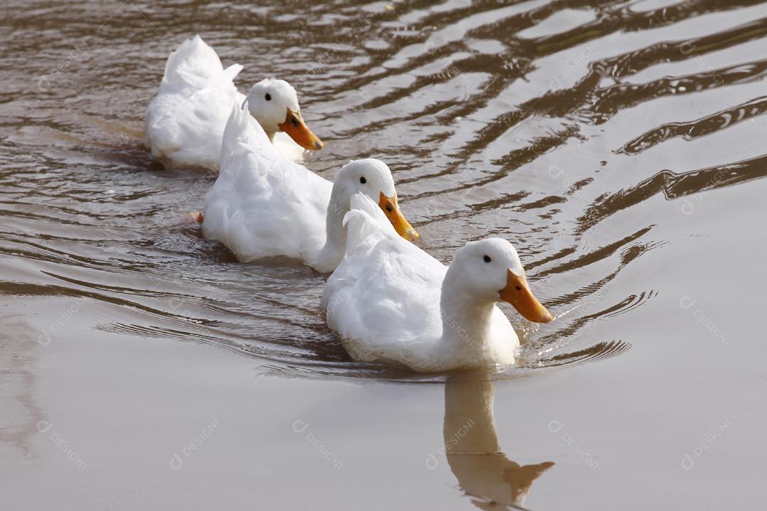 Patos brancos domésticos nadando no lago. Foco seletivo