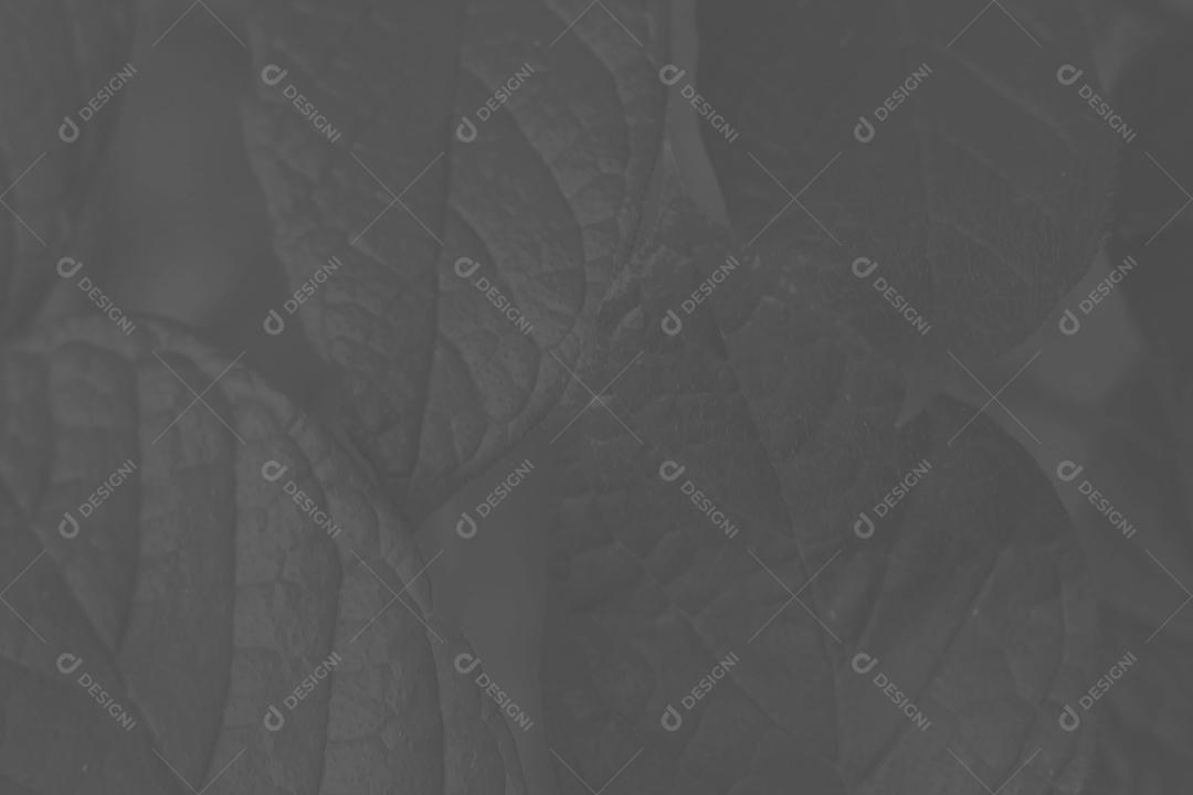 Textura de folhas de arvore floresta