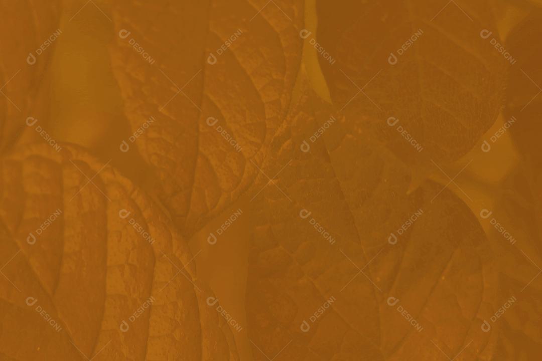 Textura de folhas de arvore floresta