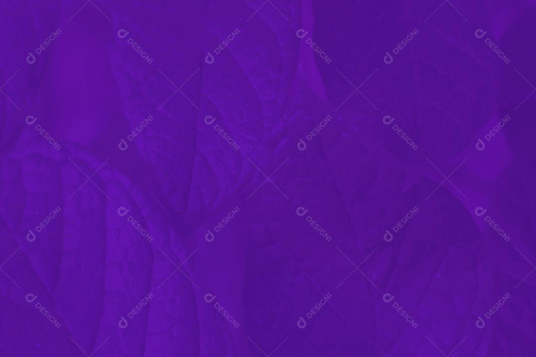 Textura de folhas de arvore floresta