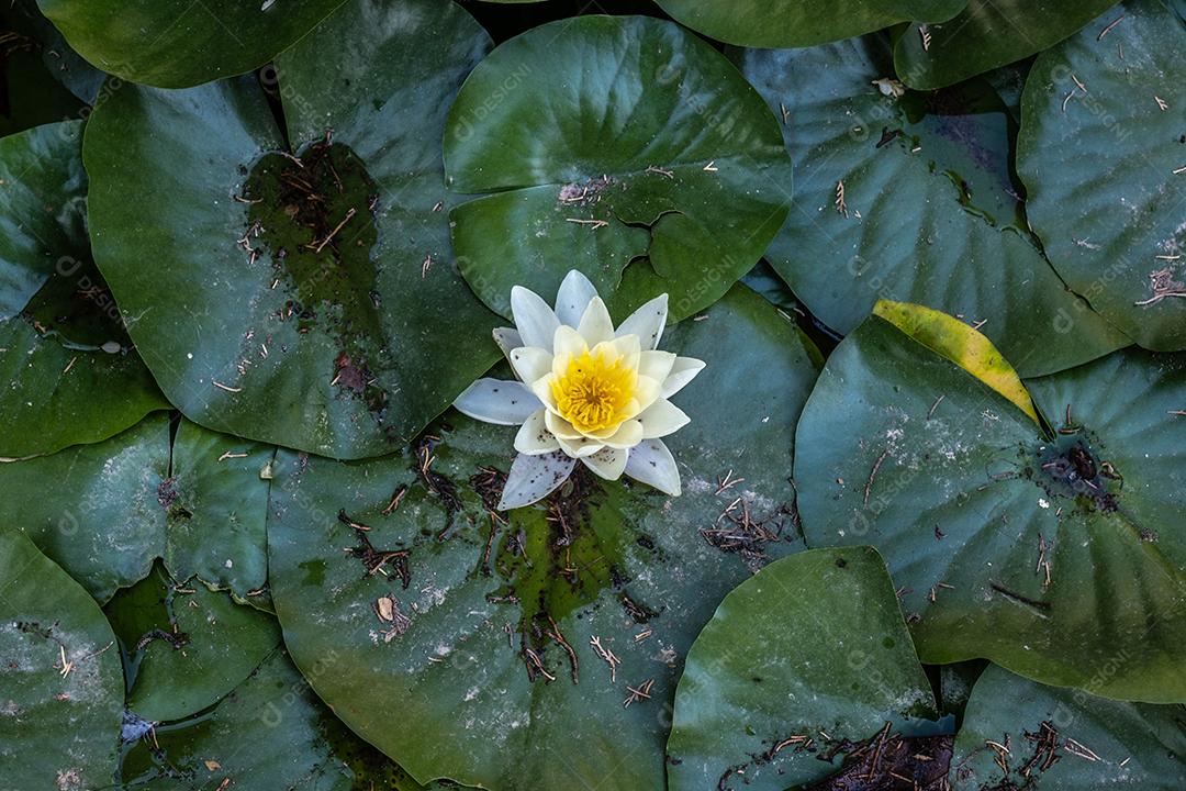 Vista da bela flor de lótus branca destacando-se entre a folhagem verde no lago.