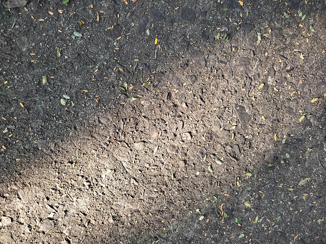 Textura de terra floresta