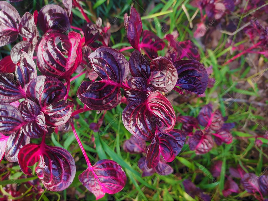Flores plantas sobre fundo desfocado