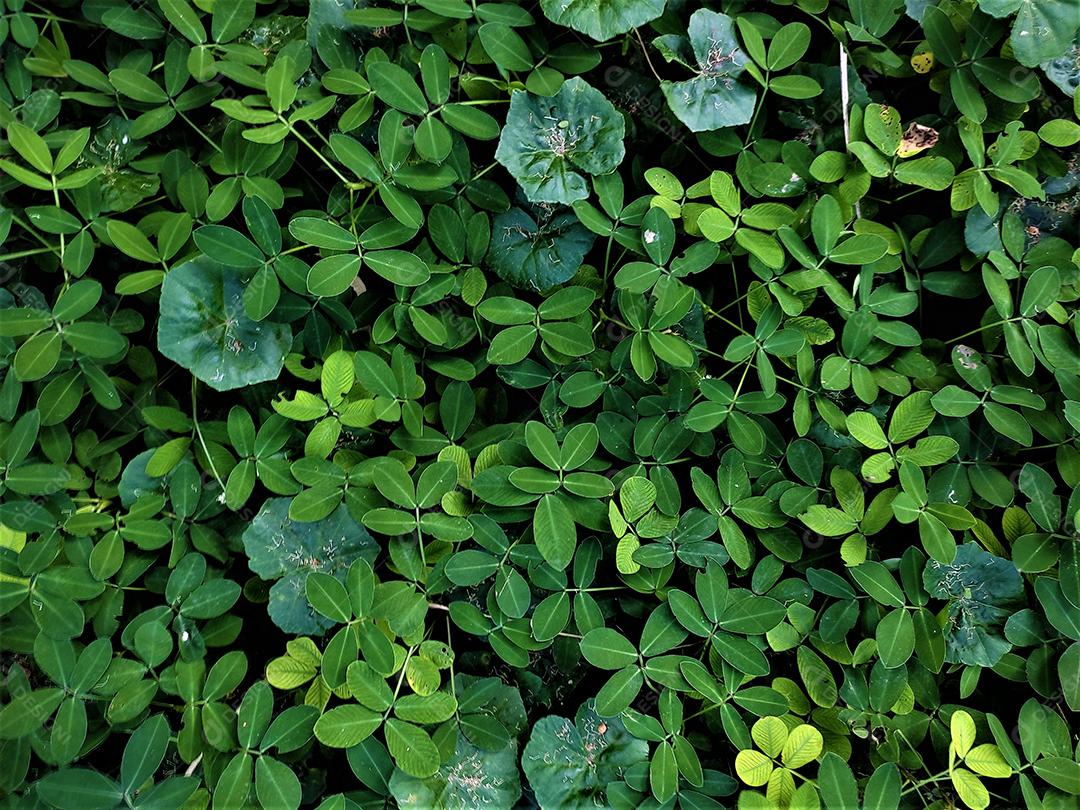 Flores plantas sobre fundo desfocado