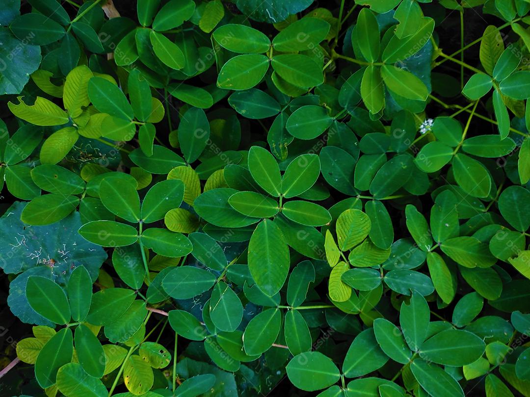 Flores plantas sobre fundo desfocado